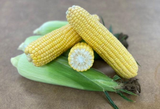 Harvest Gold Sweet Corn